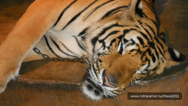 photo 294969
