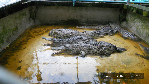 photo 294978