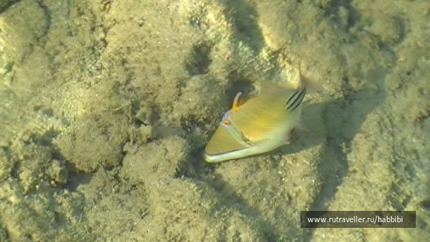 photo 283151
