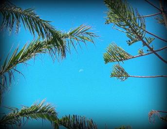 photo 458988