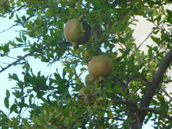 photo 465577