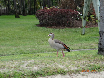 photo 228073