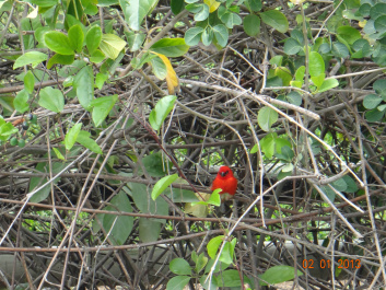 photo 228850