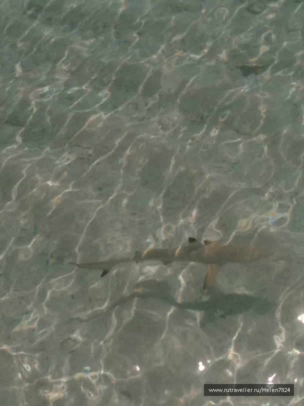 photo 228061