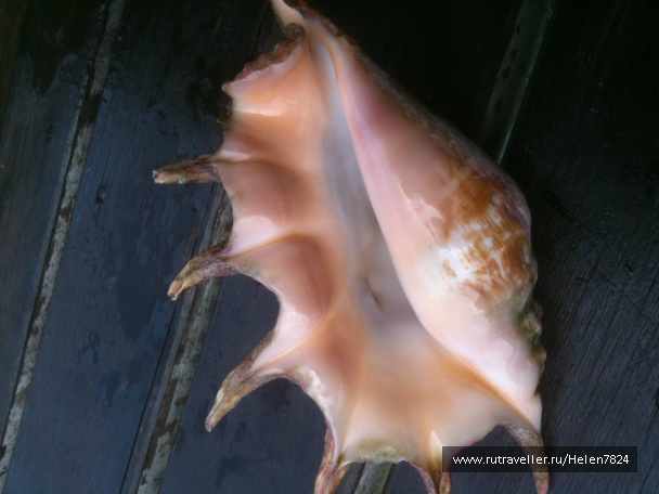 photo 228062