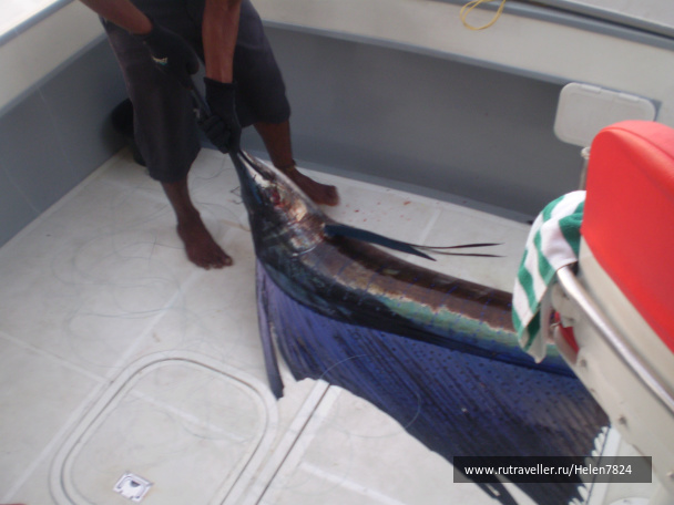 photo 228672