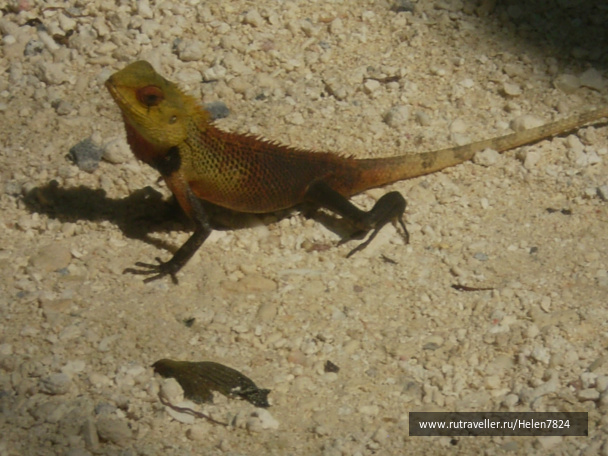 photo 228673