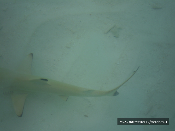 photo 228674