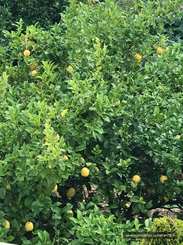 photo 1581751
