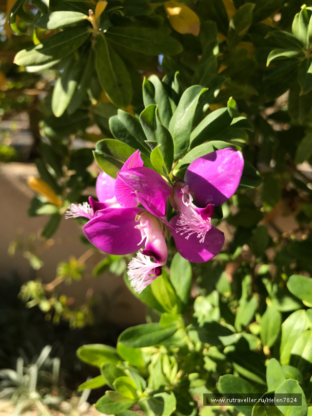 photo 1589572