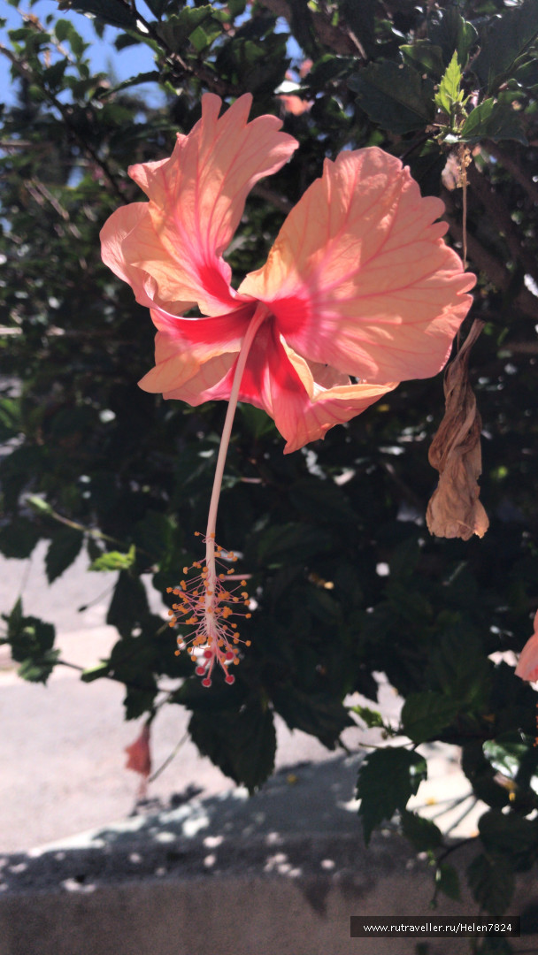 photo 1631340