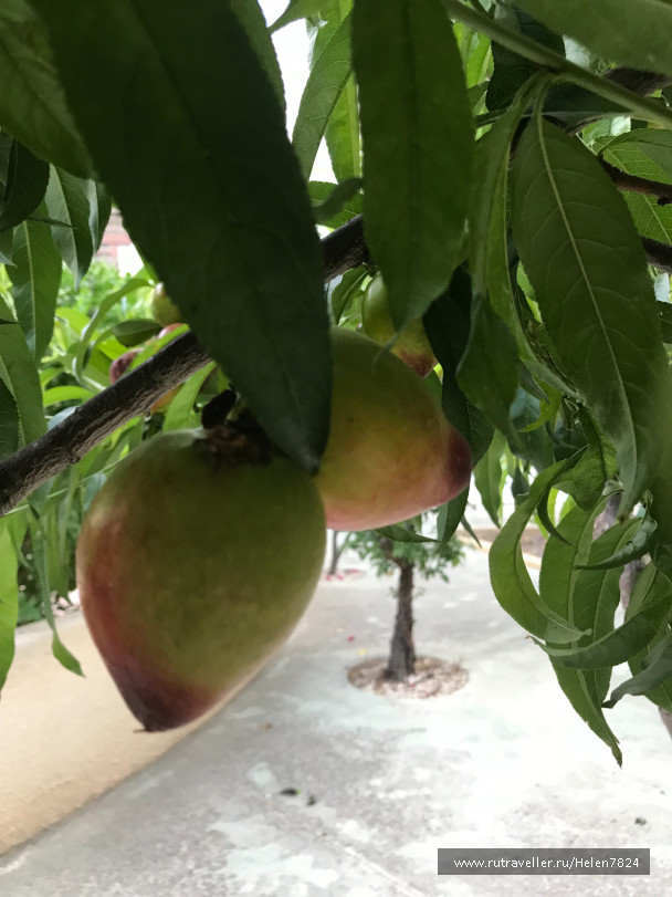 photo 1631720
