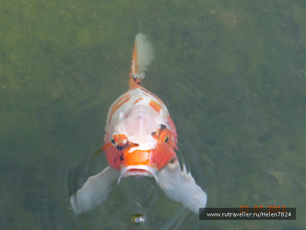 photo 523327