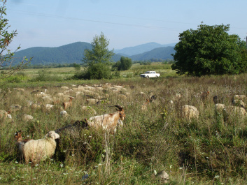 photo 369511