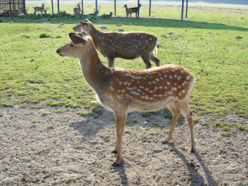 photo 369521