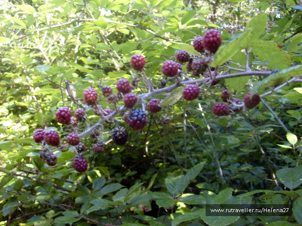 photo 898146