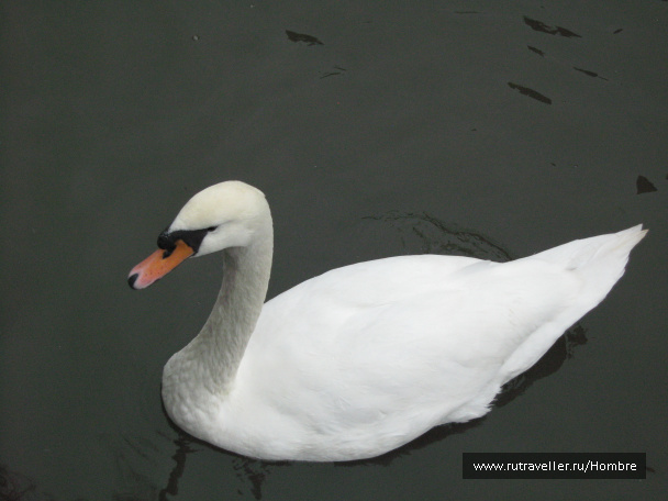 photo 69356