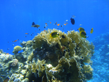 photo 157115
