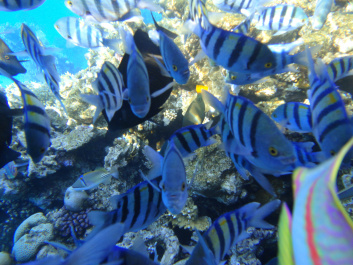 photo 157119