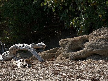 photo 275716