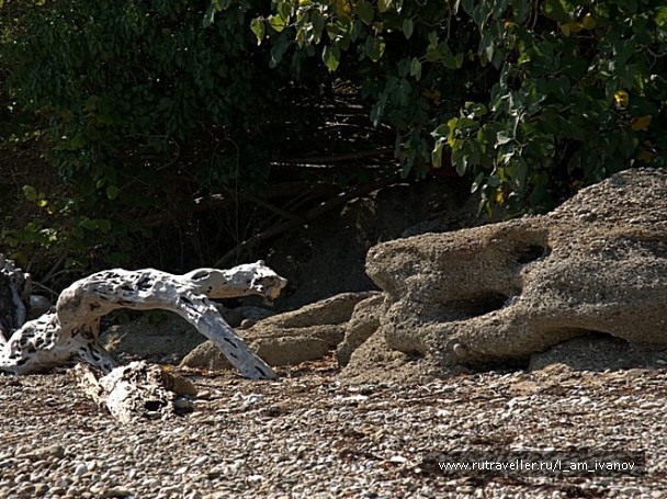 photo 275716