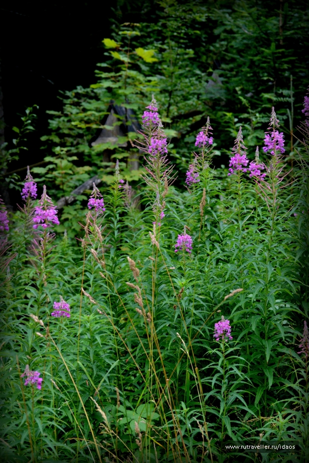 photo 772961