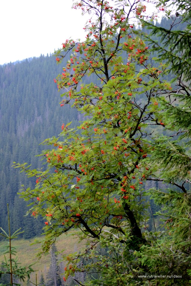 photo 772965