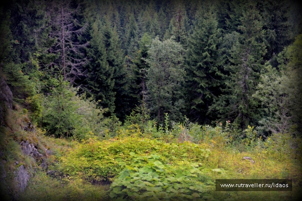 photo 772985