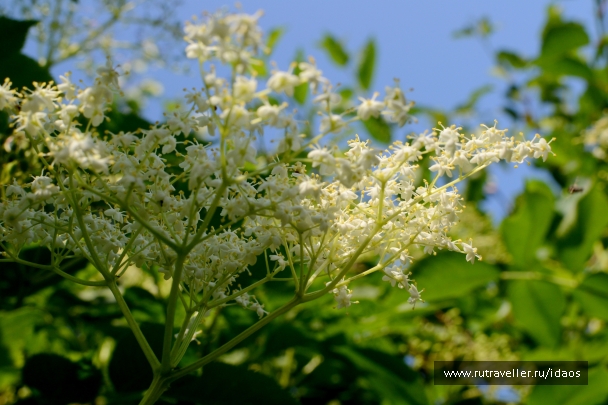 photo 785527