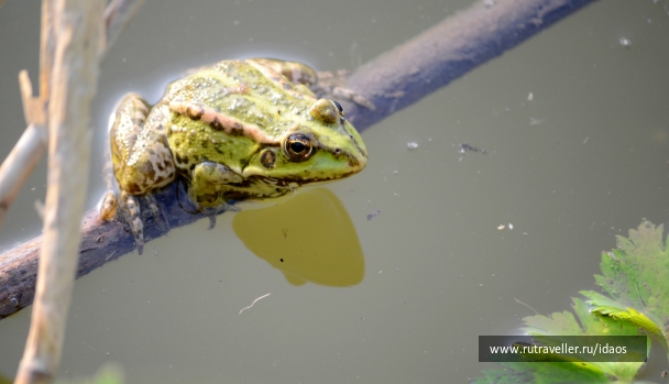 photo 785546