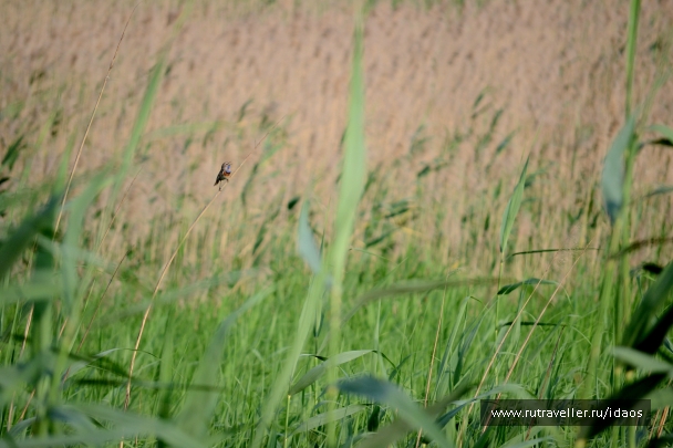 photo 785547