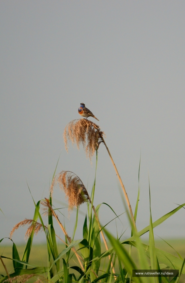 photo 785548
