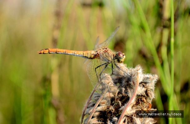 photo 785576