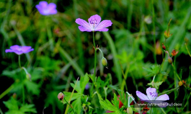 photo 785578
