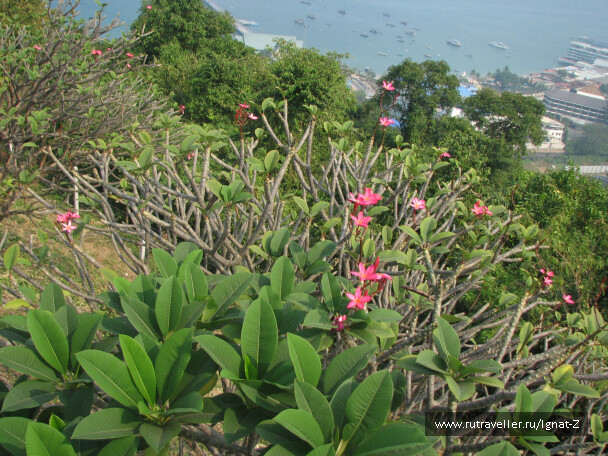 photo 23567