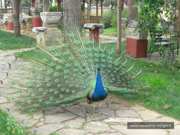 photo 467837