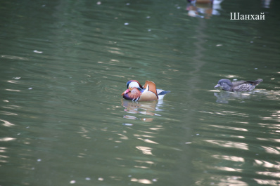 photo 125976