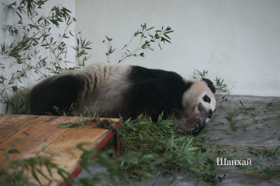 photo 132844