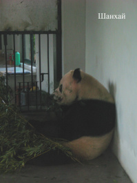photo 132845