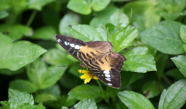 singapore 050