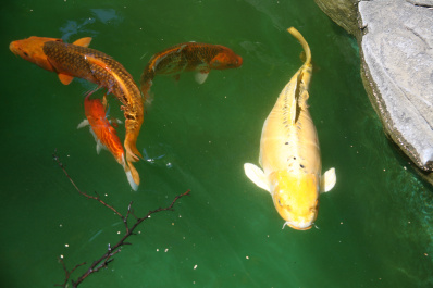 photo 123463