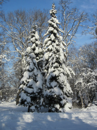 photo 218629