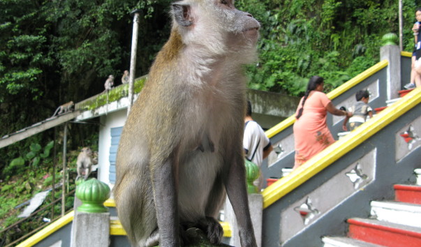 malasia 239