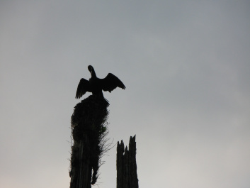photo 130968