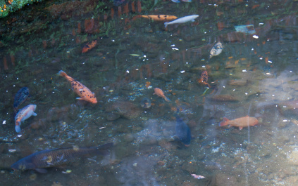 photo 272547
