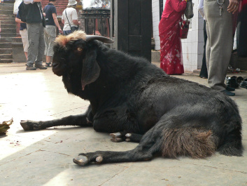 photo 274586