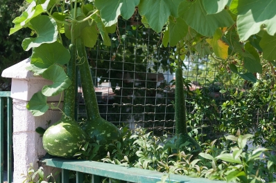 photo 879271