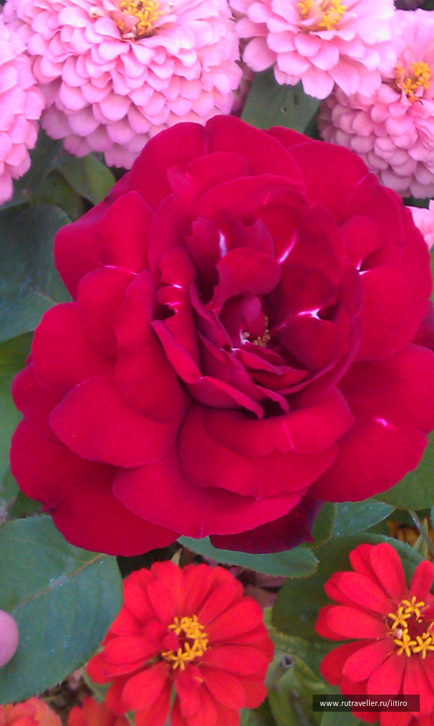 photo 270257