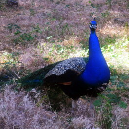 photo 342972