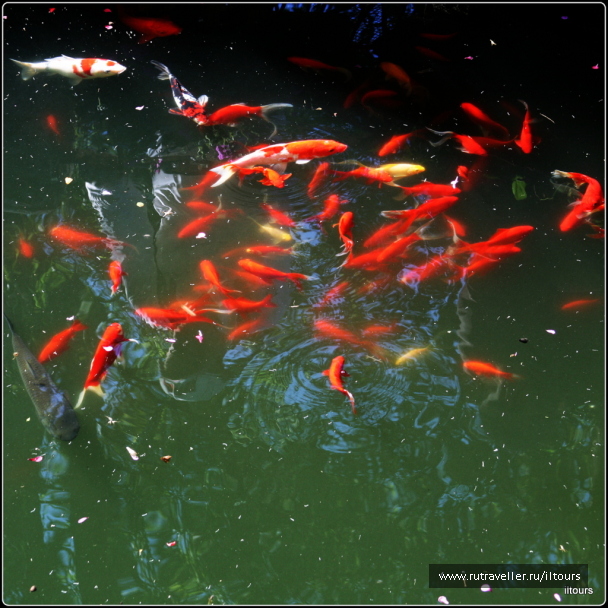 photo 547415